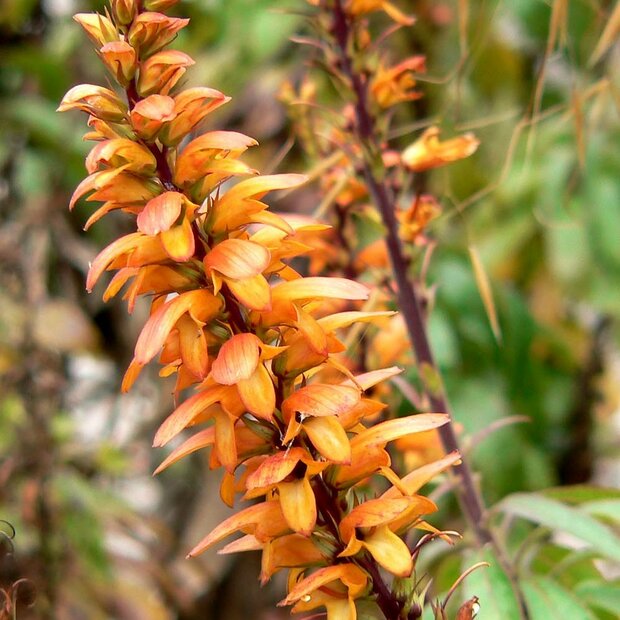 Canary Island Foxglove (Isoplexis canariensis)