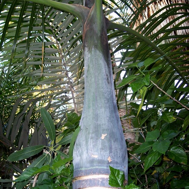 Spindle Palm (Hyophorbe verschaffeltii)