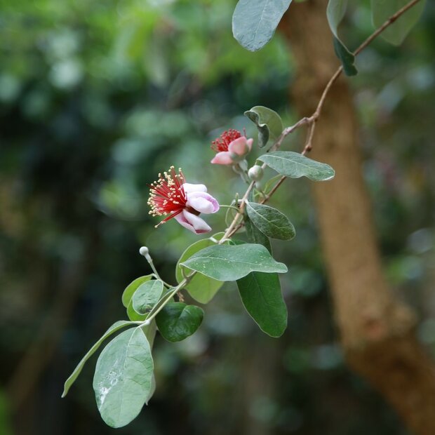 Feijoa (Feijoa sellowiana)