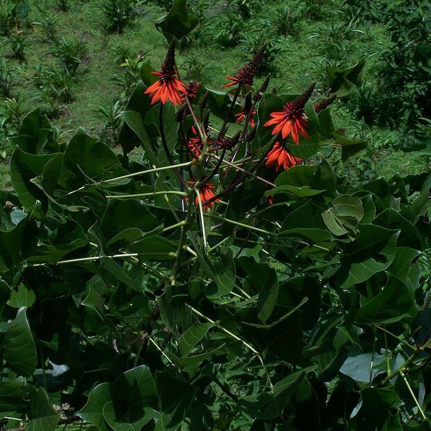 Coral Tree (Erythrina arborescens)