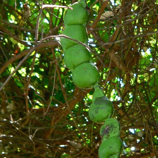 African Dream Herb (Entada rheedii)