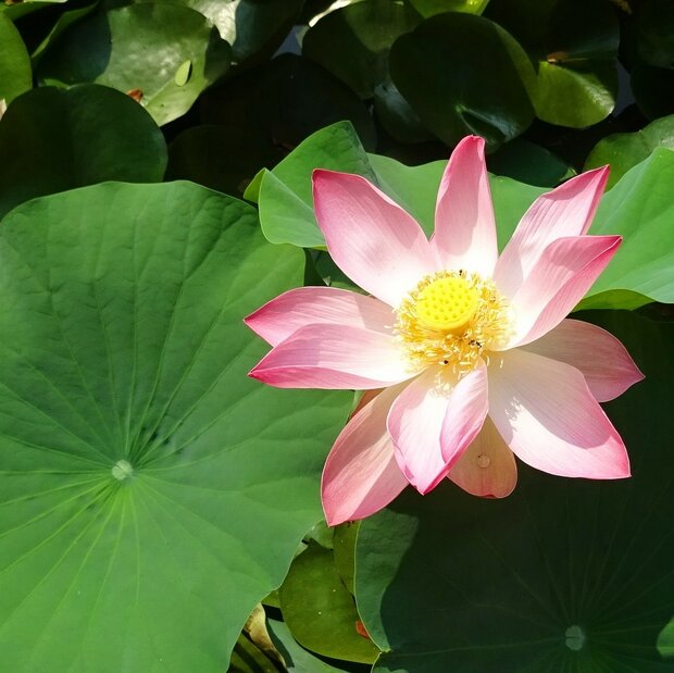 Indian Lotus (Nelumbo nucifera)