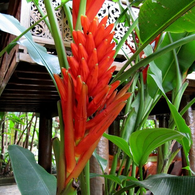 Scarlet Banana (Musa coccinea)