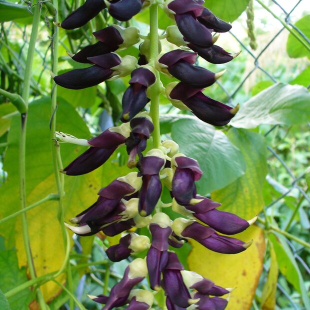 Velvet Bean (Mucuna pruriens)