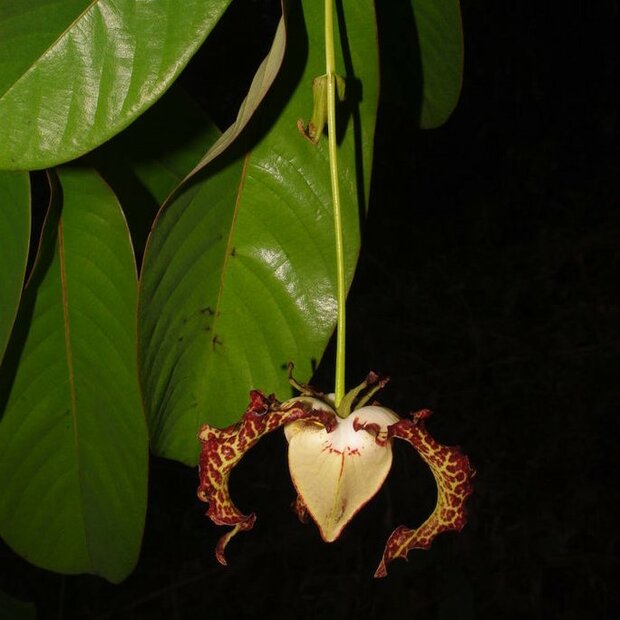 Calabash Nutmeg (Monodora myristica)