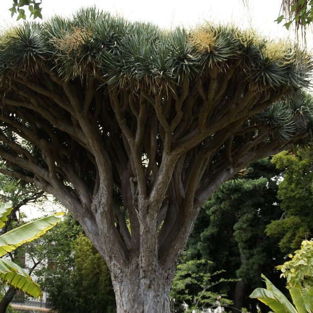 Canary Islands Dragon Tree (Dracaena draco)