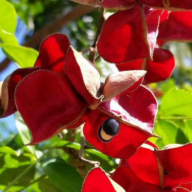 Black Pearl Tree (Majidea zanguebarica)