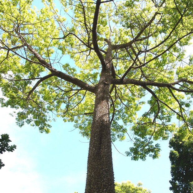Kapok Tree (Ceiba pentandra)