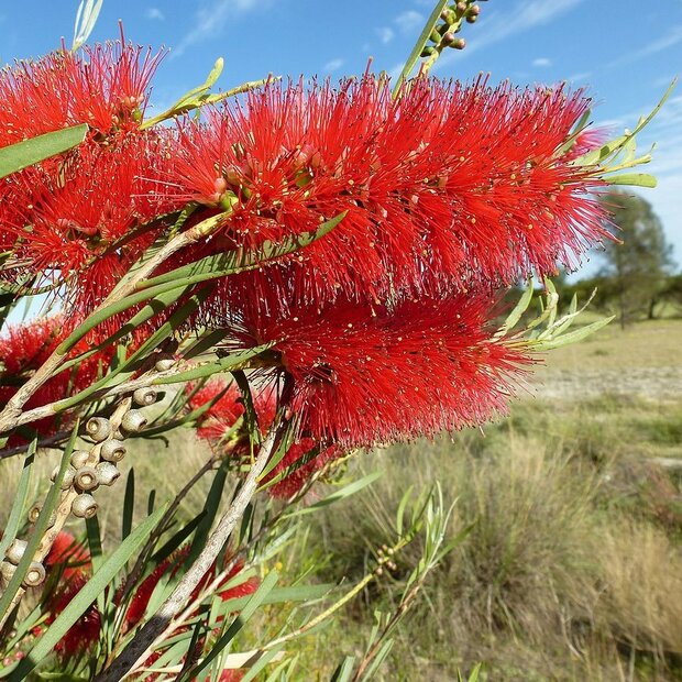 Scarlet Bottlebrush (Callistemon phoeniceus)