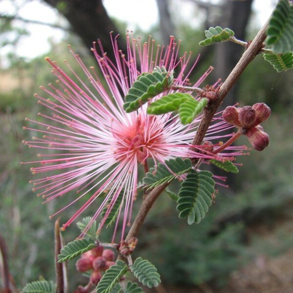 Fairy Duster (Calliandra eriophylla)