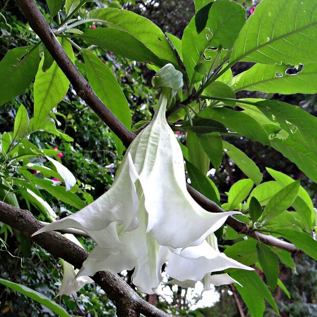 Angel's Trumpet (Brugmansia arborea)