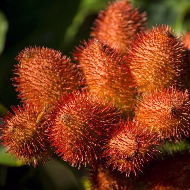 Annatto (Bixa orellana)