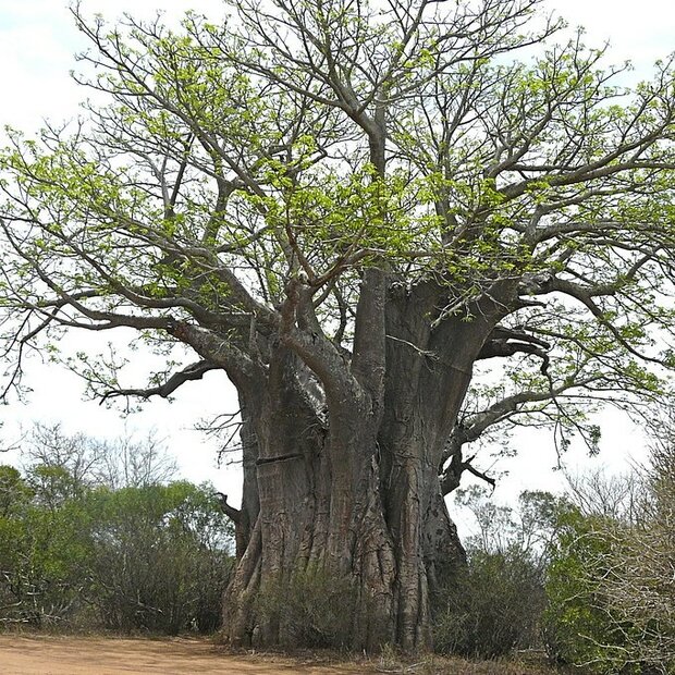 African Baobab (Adansonia digitata)