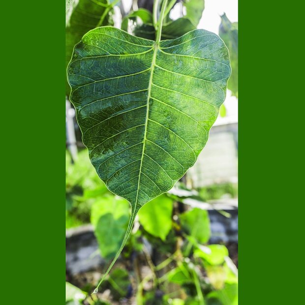 Bodhi Tree (Ficus religiosa)