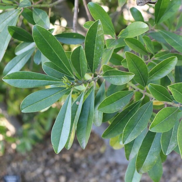 Yerba mate (Ilex paraguariensis)