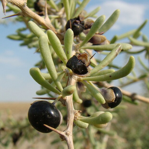 Black Gojiberry (Lycium ruthenicum)