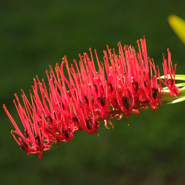Poor Knights Lily (Xeronema callistemon)