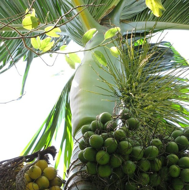 Betel Nut (Areca catechu)