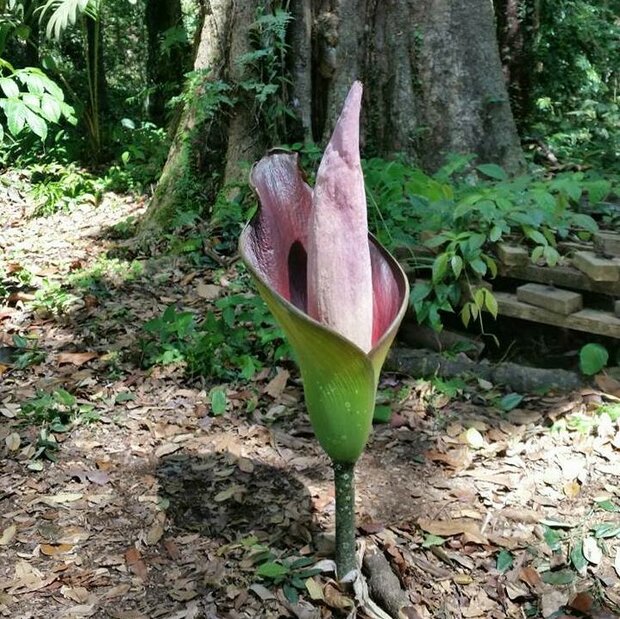 Hewitt's Aroid (Amorphophallus hewittii)