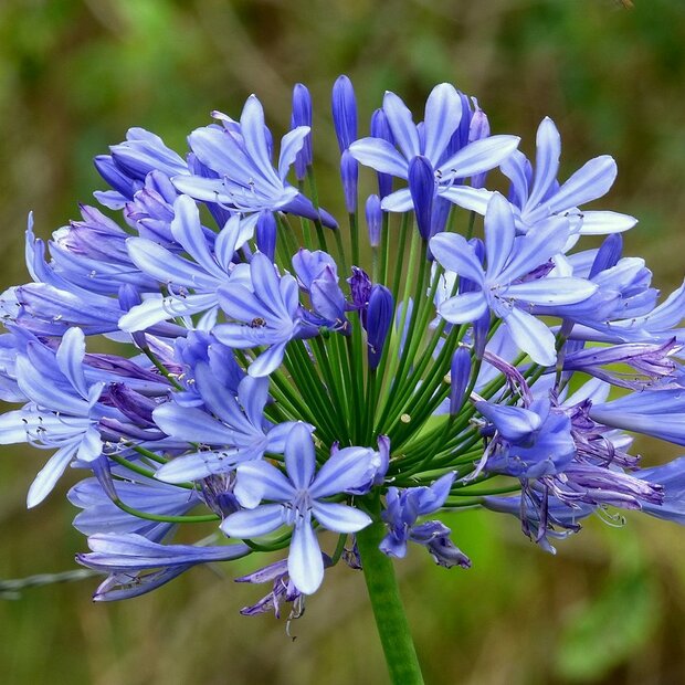 African Lily (Agapanthus praecox)