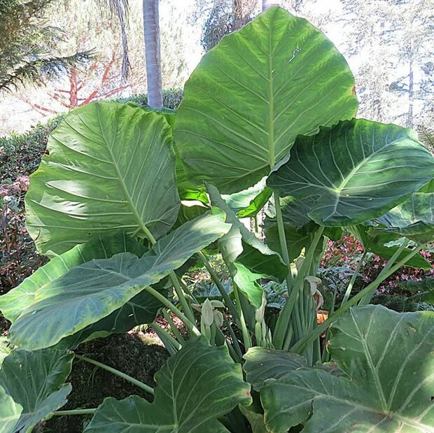 Giant Elephant Ear (Leucocasia gigantea 'Thailand Giant')