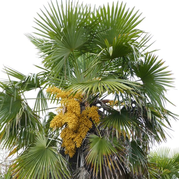 Chinese Windmill Palm (Trachycarpus fortunei)