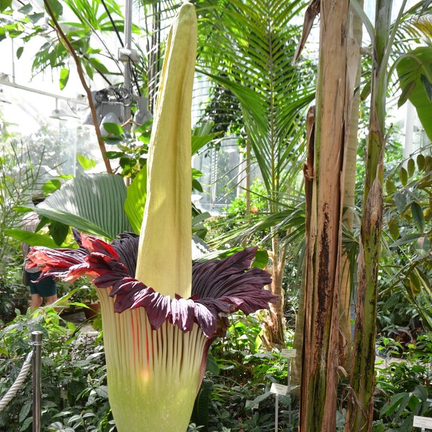 Titan arum (Amorphophallus titanum)