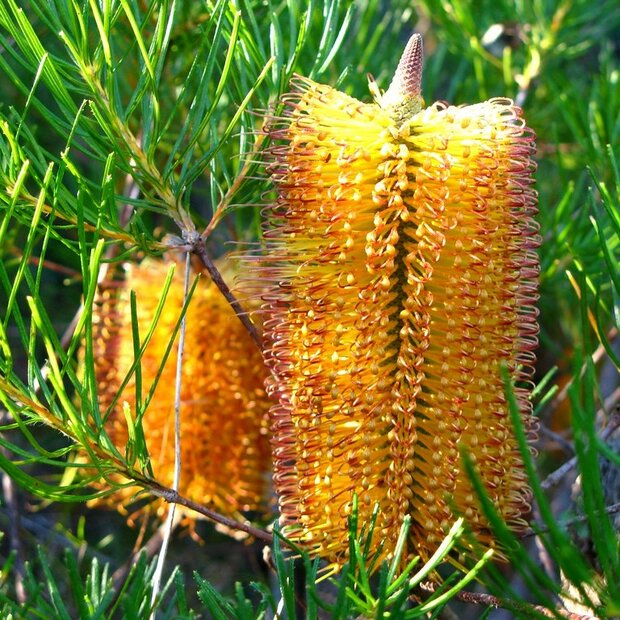 Hairpin Banksia (Banksia spinulosa)