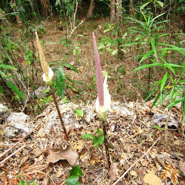 Aroid (Amorphophallus variabilis)