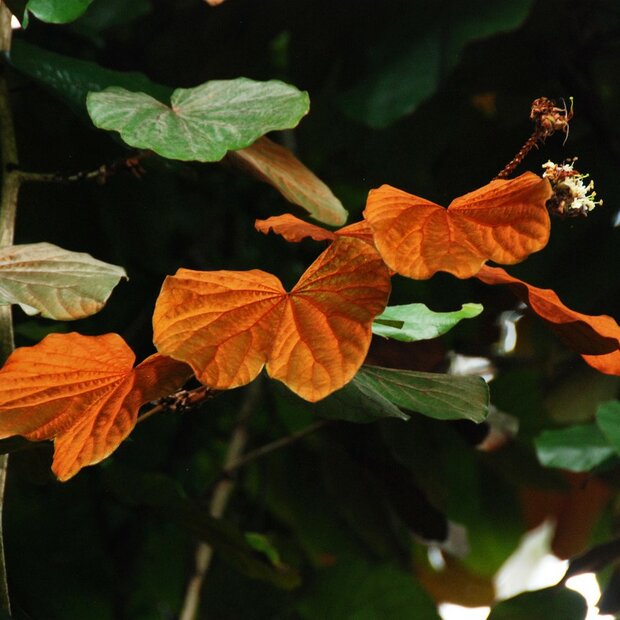 Goldleaf Bauhinia (Phanera aureifolia)