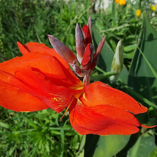 Canna lily (Canna indica)