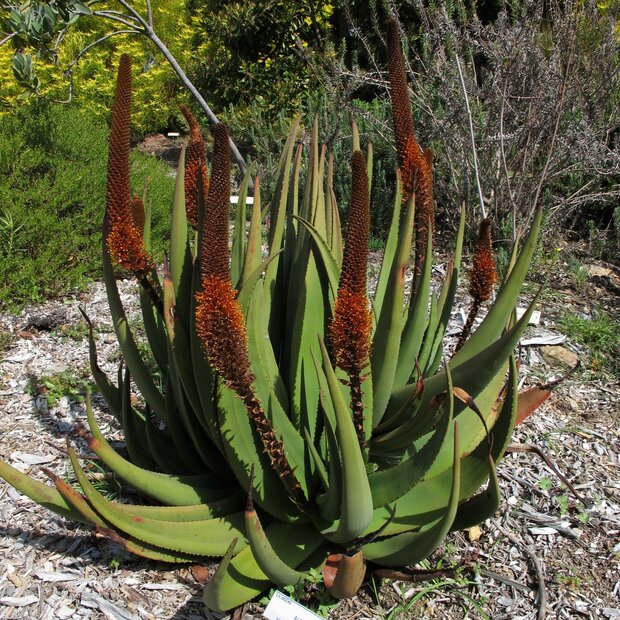 Cat's Tail Aloe (Aloe castanea)