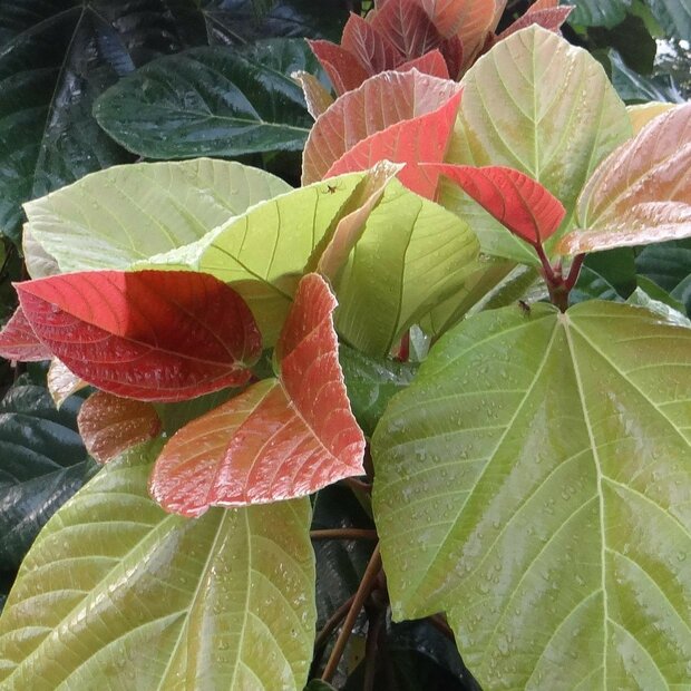 Elephant Ear Fig (Ficus auriculata)