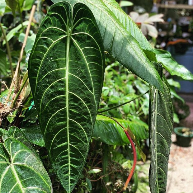 Queen Anthurium (Anthurium warocqueanum)