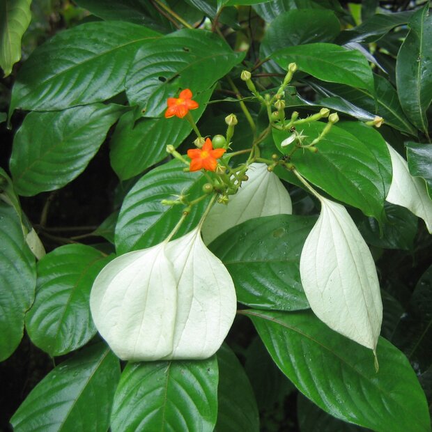Dhobi tree (Mussaenda frondosa)