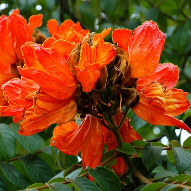 African Tulip Tree (Spathodea campanulata)