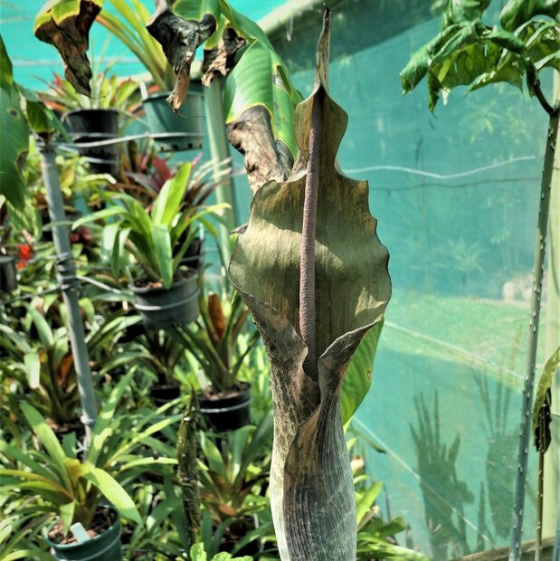Aroid (Amorphophallus tenuistylis)