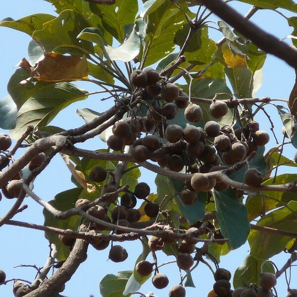 Baheda (Terminalia bellirica)