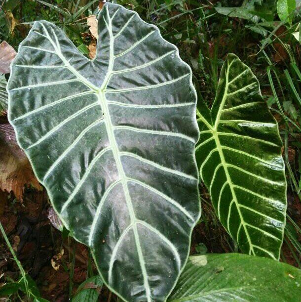 Alocasia (Alocasia suhirmaniana)
