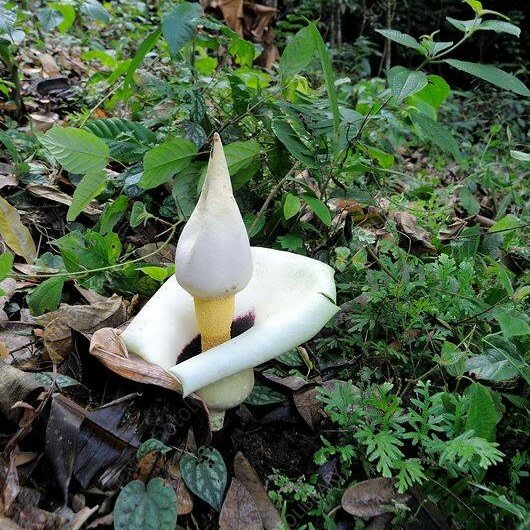 Aroid (Amorphophallus prainii)
