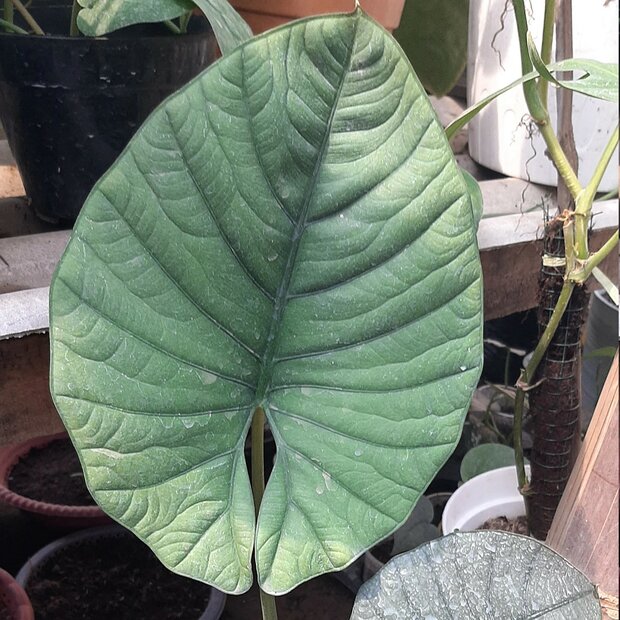 Alocasia (Alocasia reginae)
