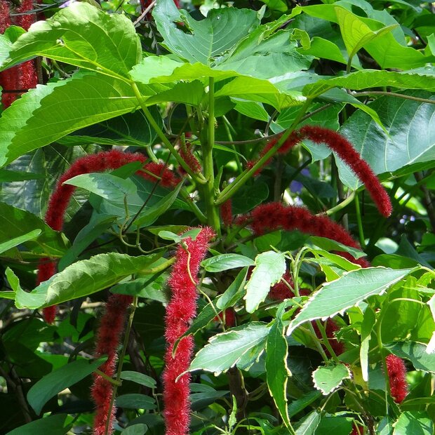 Chenille plant (Acalypha hispida)