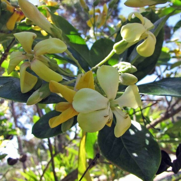 Australian frangipani (Hymenosporum flavum)