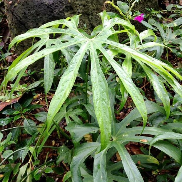 Finger Anthurium (Anthurium pedatoradiatum)