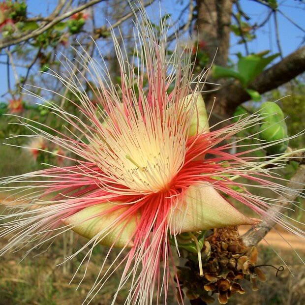 Kumbhi Tree (Careya arborea)