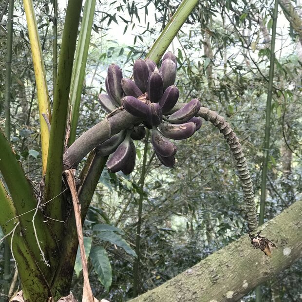Taiwanese Banana (Musa itinerans var.  formosana)