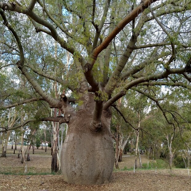 Queensland Bottle Tree (Brachychiton rupestris)