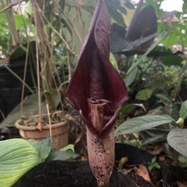 Aroid (Amorphophallus costatus)