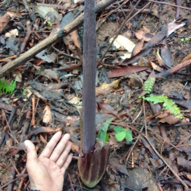 Aroid (Amorphophallus plicatus)