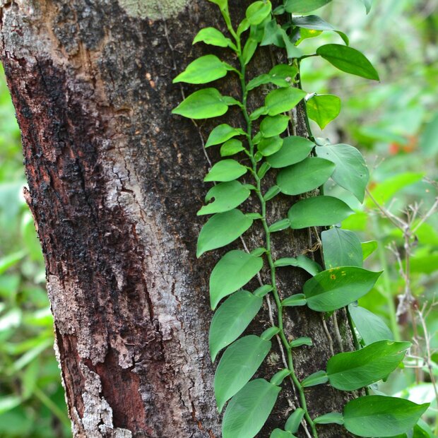 Climbing aroid (Pothos scandens)